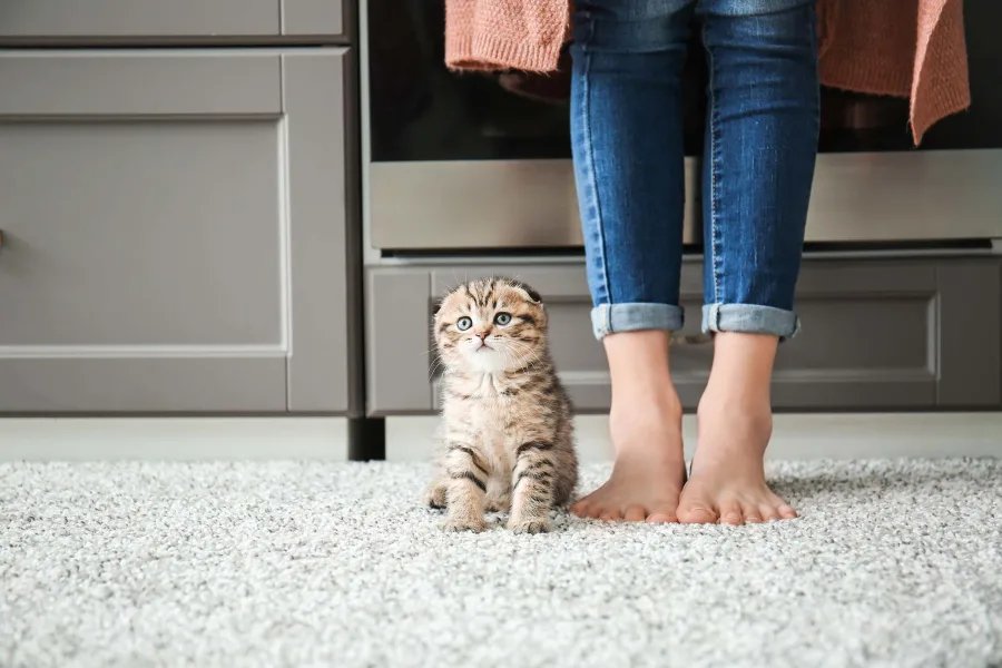 kitten sitting on carpet next to a standing humans feet