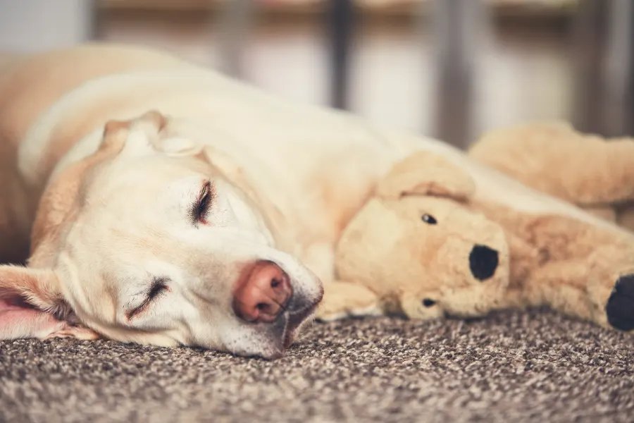 Dog laying on a Carpet with a stuffed dog toy