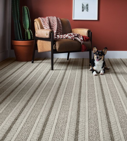 Corgi Sitting on Carpet flooring next to a chair