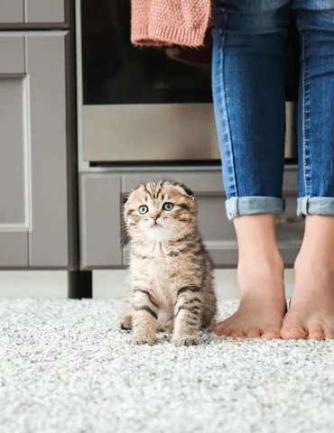 kitten sitting on carpet next to a standing humans feet