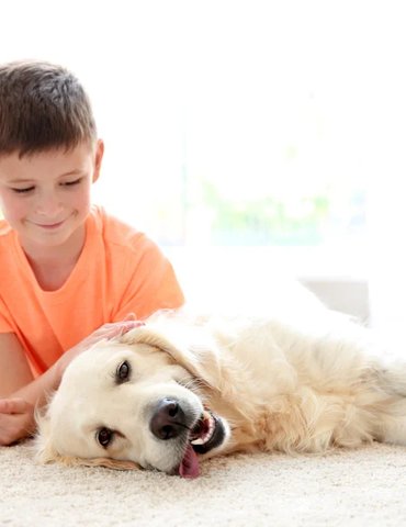 golden retriever laying down on a carpet while a child lays nearby overlooking the dog